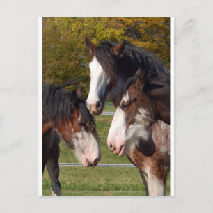 Carte Postale 3 têtes Clydesdale