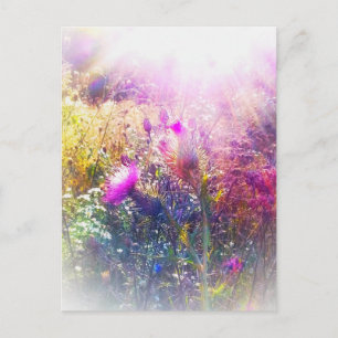 CARTE POSTALE 3THISTLES