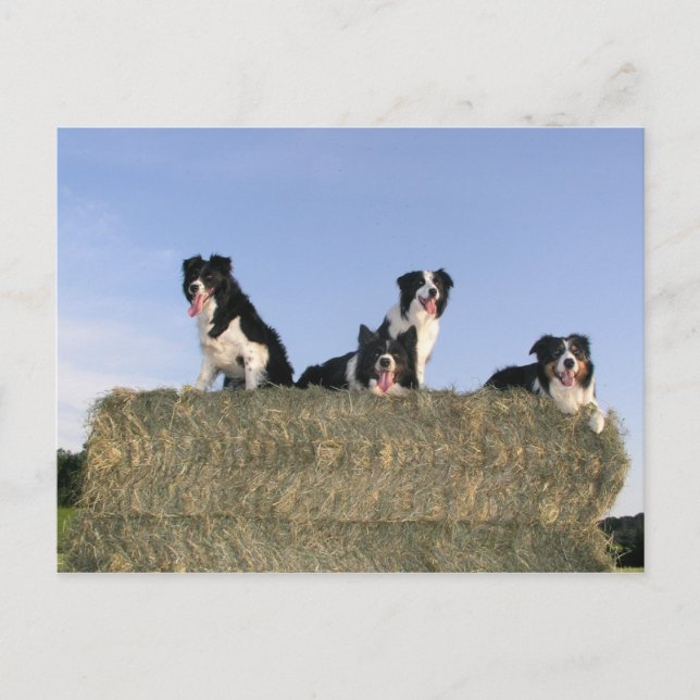 Carte Postale 4 collies de bordure.png (Devant)