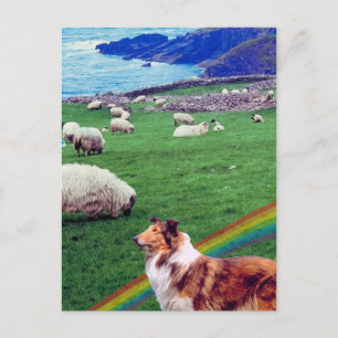 Carte Postale 4.  Côte d'Irlande, Collie et troupeau de moutons