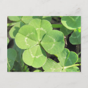 Carte Postale 4 Leaf Clover Good