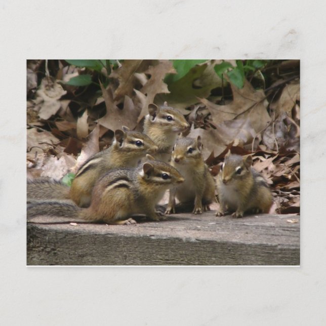 Carte Postale 5 Chipmunks pour bébés (Devant)