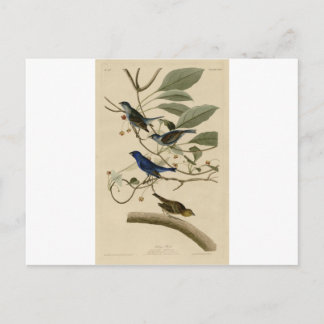 Carte Postale 74_Indigo_Bird.jpg