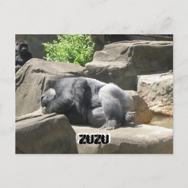 Carte Postale 7 mars 927, ZuZu, ZuZu (Devant)