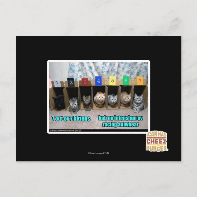 Carte Postale 7 out ov 7 kittehs (Devant)