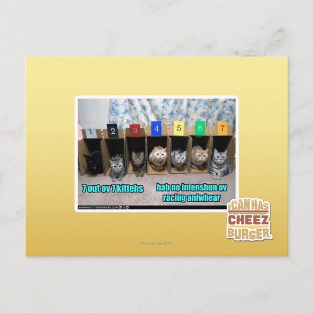 Carte Postale 7 out ov 7 kittehs (Devant)