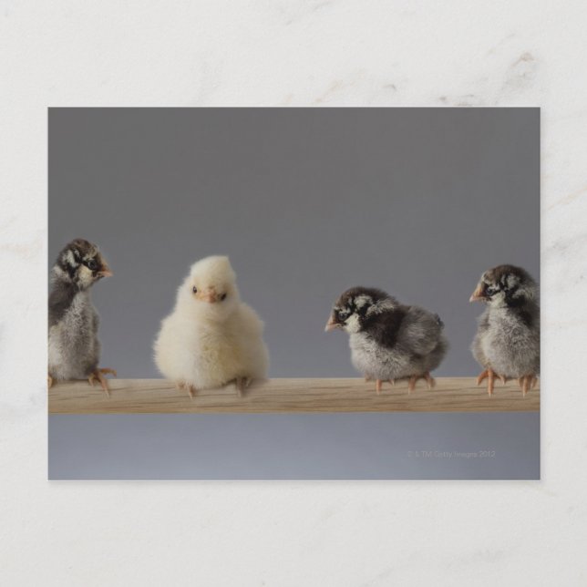 Carte Postale 7 Poulets de bébé pour animaux de compagnie sur un (Devant)