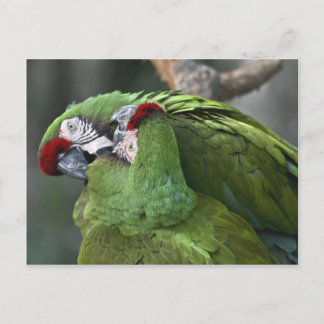 Carte postale A12 Parrot Couple