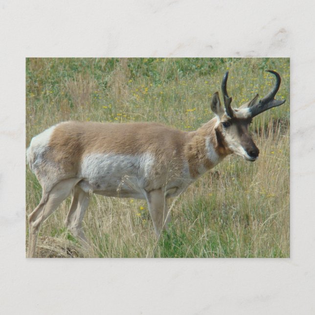 Carte Postale A12 Pronghorn Antelope Buck (Devant)