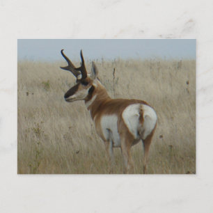 Carte Postale A22 Pronghorn Antelope Big Buck