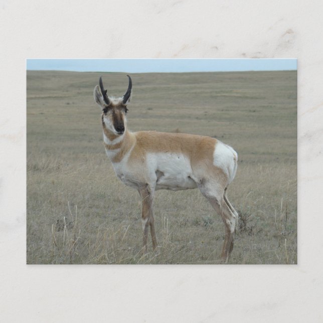 Carte Postale A28 Pronghorn Antelope Young Buck (Devant)