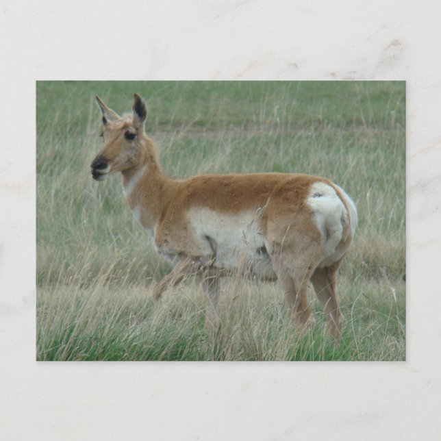 Carte Postale A31 Pronghorn Antelope Doe (Devant)