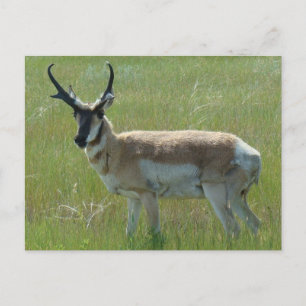 Carte Postale A36 Pronghorn Antelope Buck