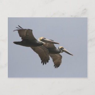 Carte postale A3 Pélican Pair