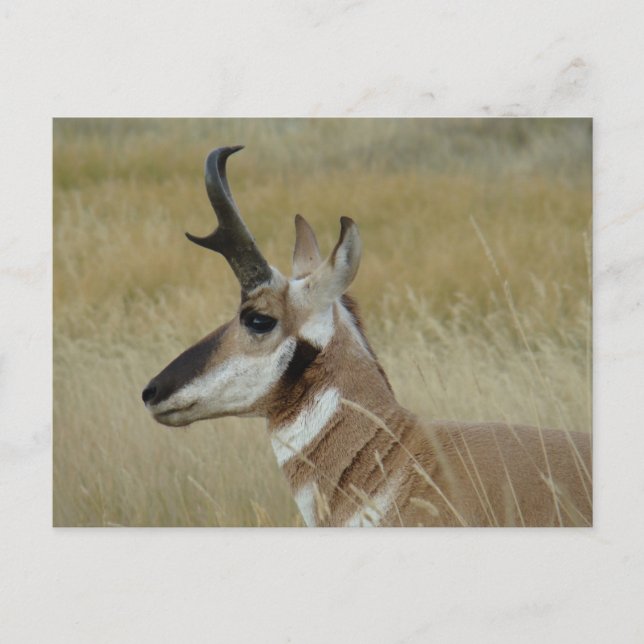 Carte Postale A4 Pronghorn Antelope Young Buck Head Shot Profile (Devant)