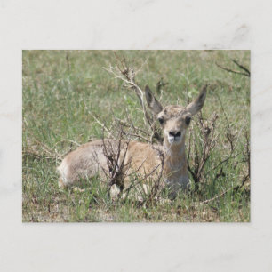 Carte Postale A7 Baby Pronghorn Antelope Tête vers le haut