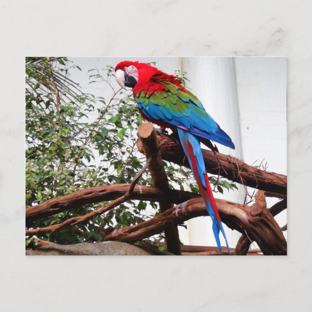 Carte postale à ailes vertes Macaw #3 (Devant)