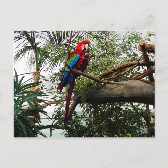 Carte postale à ailes vertes Macaw #4 (Devant)