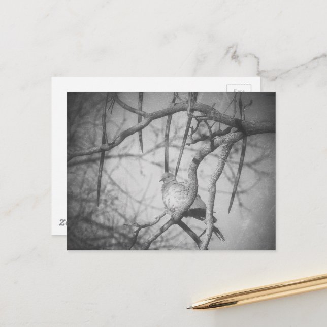 Carte Postale A beautiful Dove Black and White (Devant/Arrière en situation)