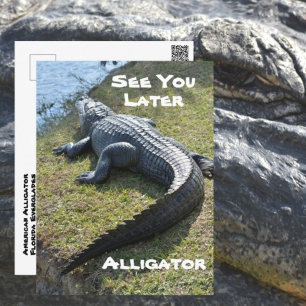 Carte Postale À bientôt alligator Everglades Photographique