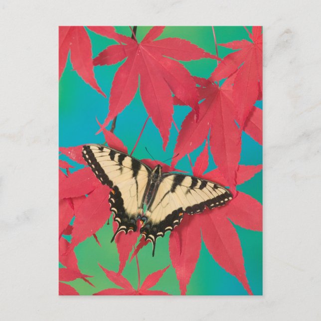 Carte Postale A Canadian Tiger Swallowtail Butterfly (Devant)