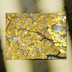 Carte postale à canopée dorée