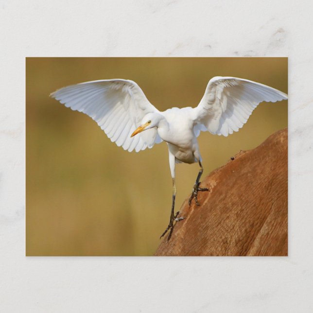 Carte Postale A Cattle Egret (Bubulcus Ibis) Descends (Devant)