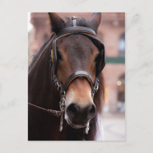 Carte postale à cheval