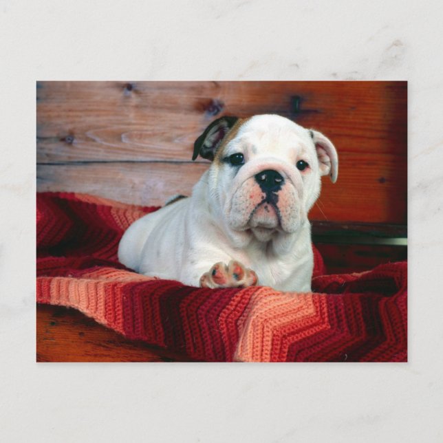 Carte Postale A Comfy Drawer Bulldog Puppy (Devant)