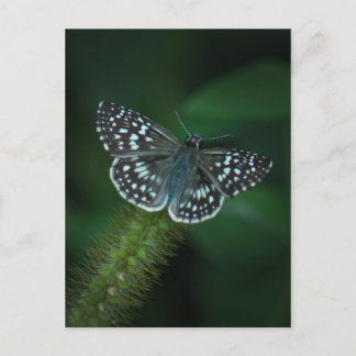 Carte postale À damiers Papillon Skipper
