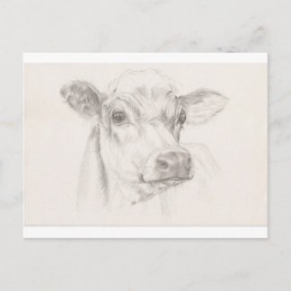 Carte Postale A drawing of a young cow