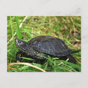 Carte Postale A European Pond Turtle