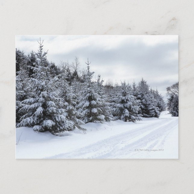 Carte Postale À feuillage persistant arbres et route dans la nei (Devant)