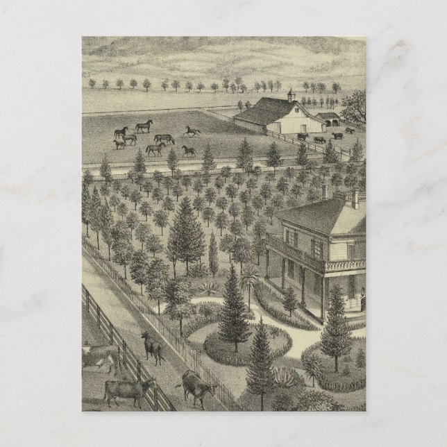 Carte Postale À feuillage persistant Ave (Devant)