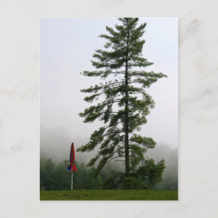 Carte Postale À feuillage persistant et rouge