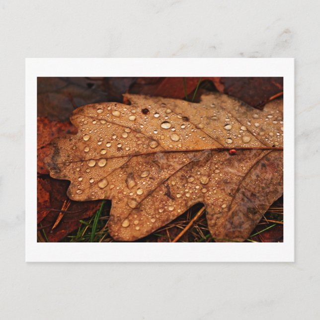 Carte postale à feuilles jaunes d'automne (Devant)