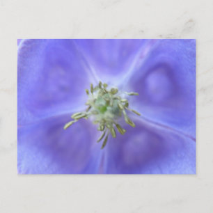 Carte postale à fleurs Aquilegia