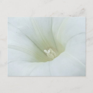 Carte postale à fleurs blanches