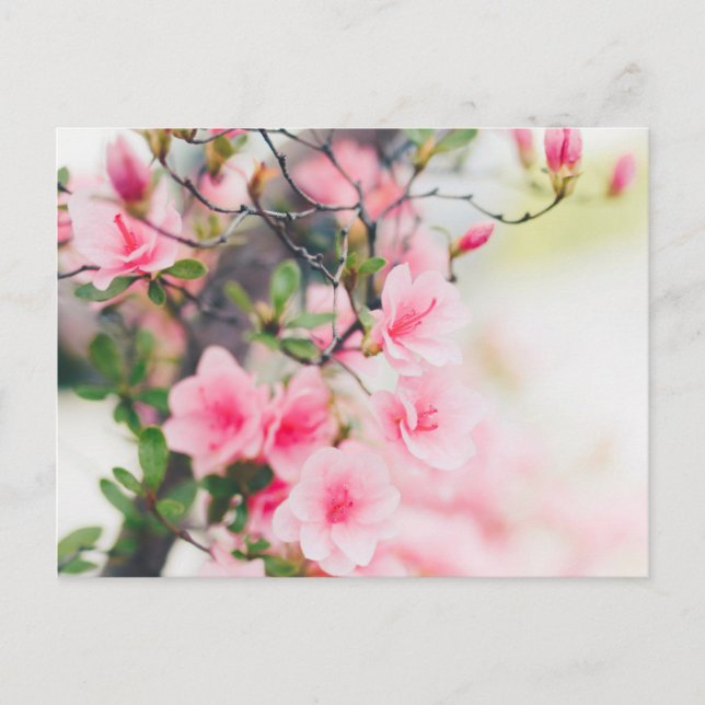 CARTE POSTALE À FLEURS BLOSSOM (Devant)