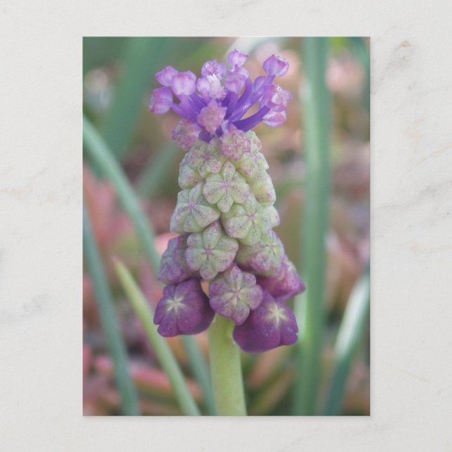 Carte postale à fleurs violettes (Devant)