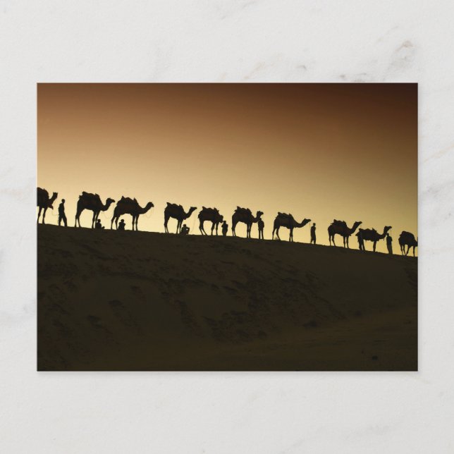 Carte Postale A group of camel herders with their camels (Devant)