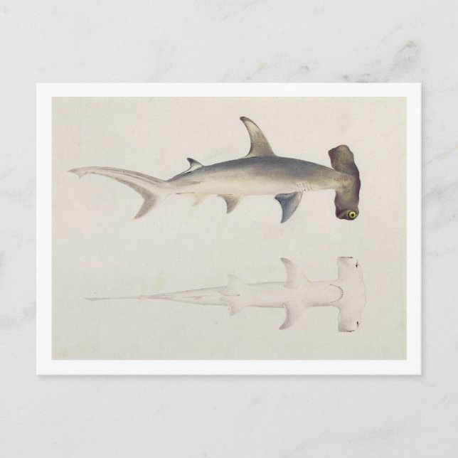 Carte Postale A Hammer-headed Shark, Loheia, formerly attributed (Devant)