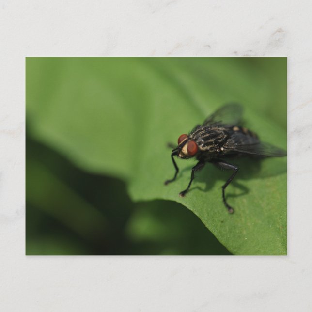 Carte Postale A housefly on a green leaf (Devant)
