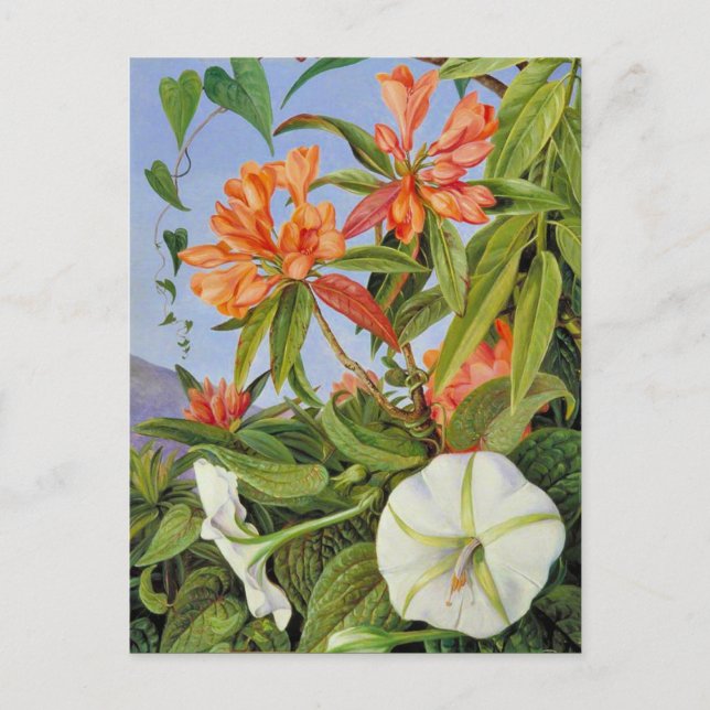 Carte Postale A Javan Rhododendrum et Ipomoea (Devant)