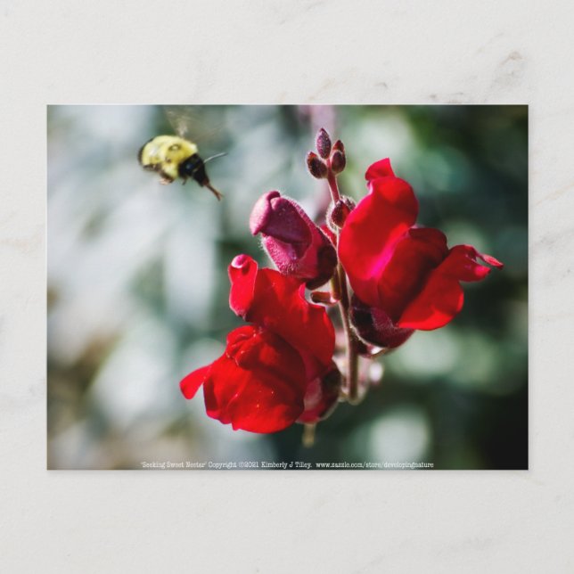 Carte Postale À la recherche de nectar sucré (Devant)