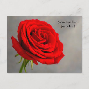 Carte postale à la rose rouge unique