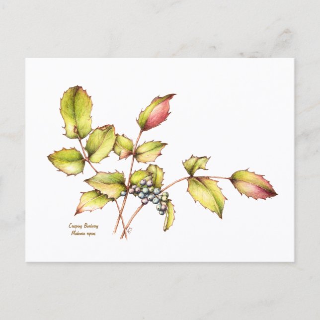 Carte postale à l'aquarelle de l'épine-vinette à f (Devant)