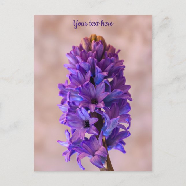 Carte postale à l'hyacinthe bleue (Devant)