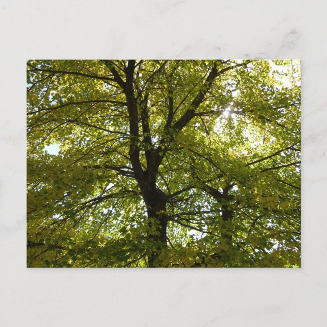 Carte Postale À l'intérieur d'un érable jaune automne (Devant)