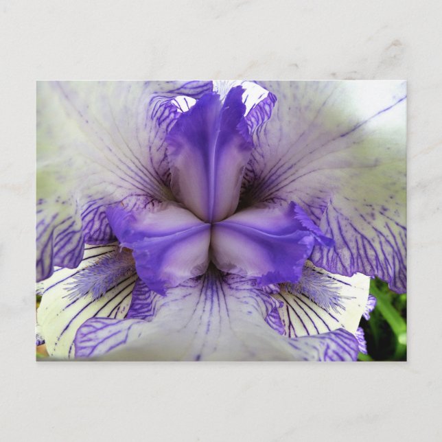 Carte Postale À l'intérieur d'un Iris (Devant)